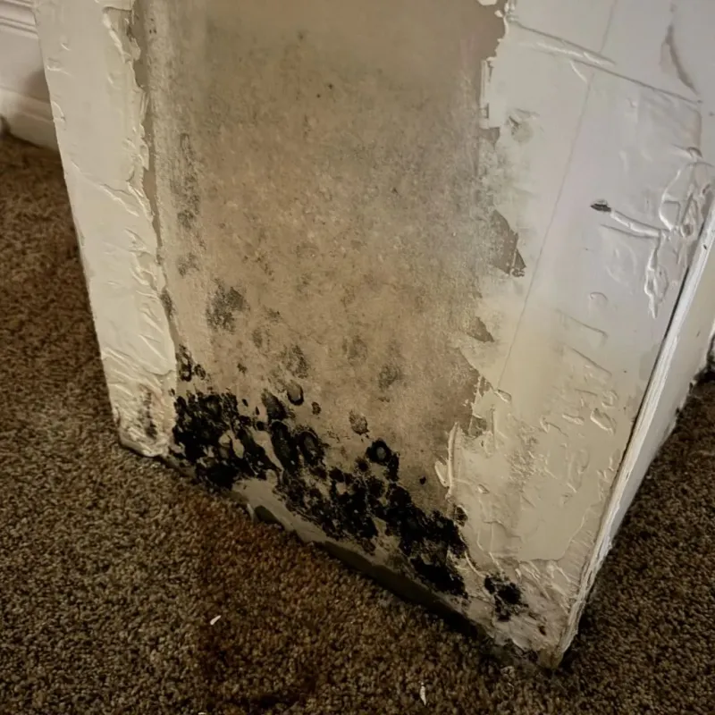 Professional Mold Removal in Santa Margarita, CA